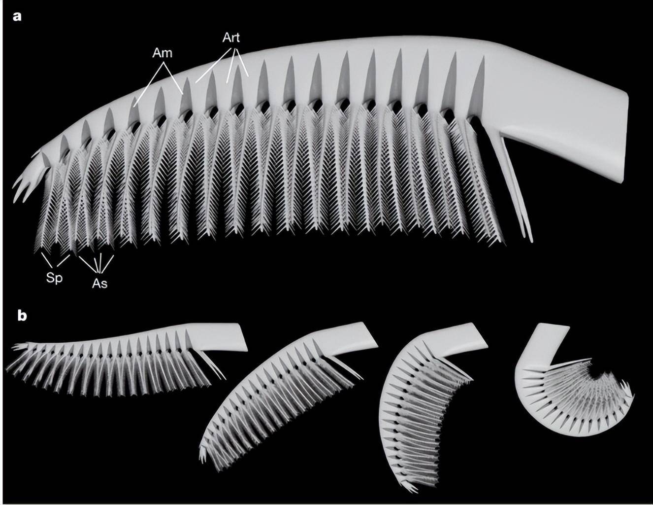 最早的滤食性奇虾-筛状奇虾_寒武纪_初代_地球