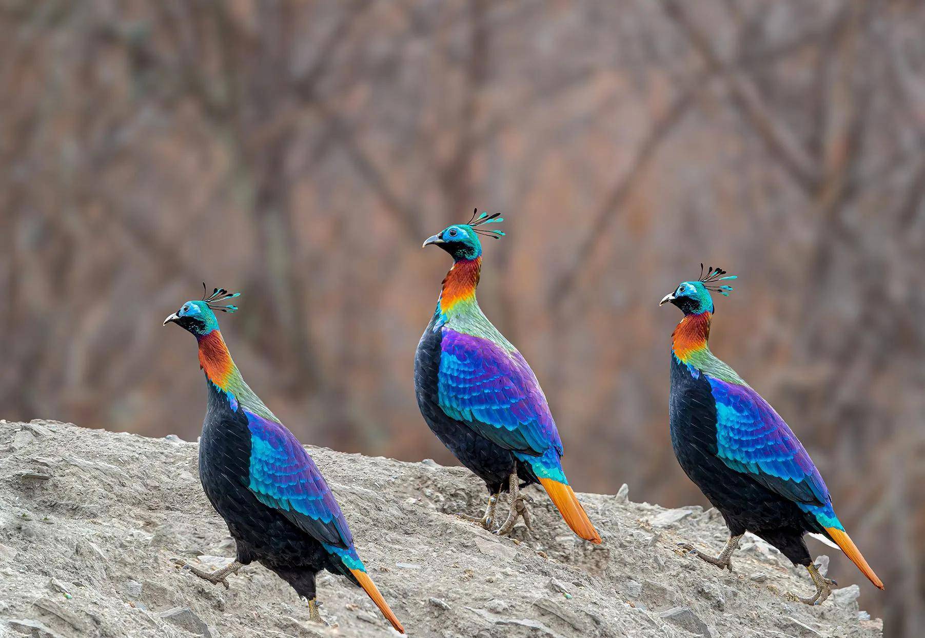 虹雉_尼泊尔_羽冠