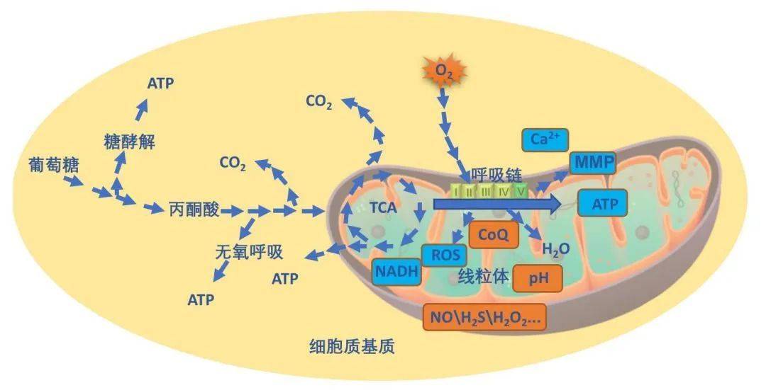 2022年oroboros o2k能量代谢相关文章锦集_线粒体_研究_因子