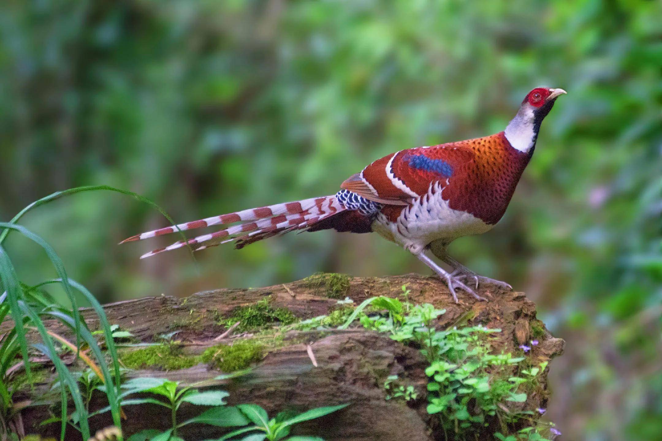 有着长长尾羽的白颈长尾雉,你喜欢吗?_活动_雌鸟_白色