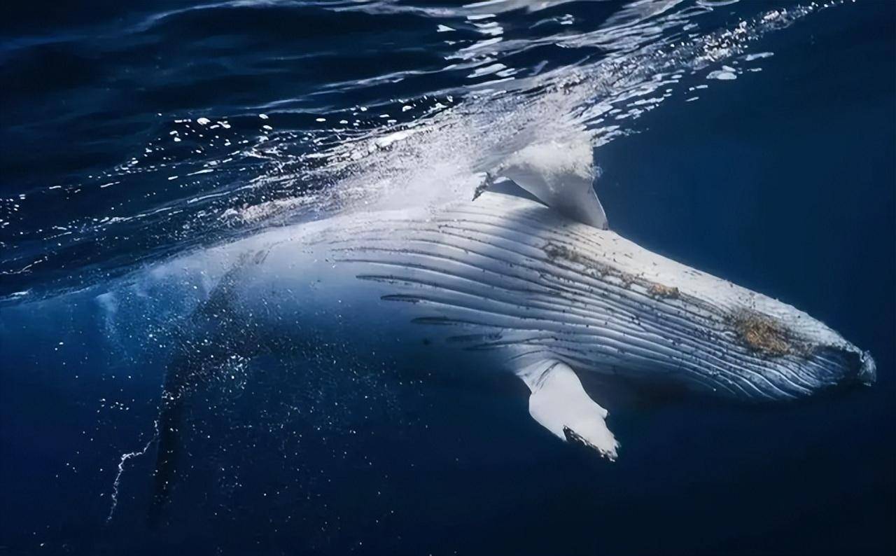 鲸落,是鲸鱼对大海母亲最后的拥抱,也是鲸鱼最浪漫的重生_生物_深海