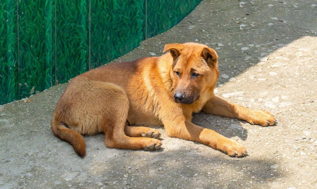 小孩子河中嬉戏被水流卷走,危急时刻土狗大黄跃入河中奋力救主