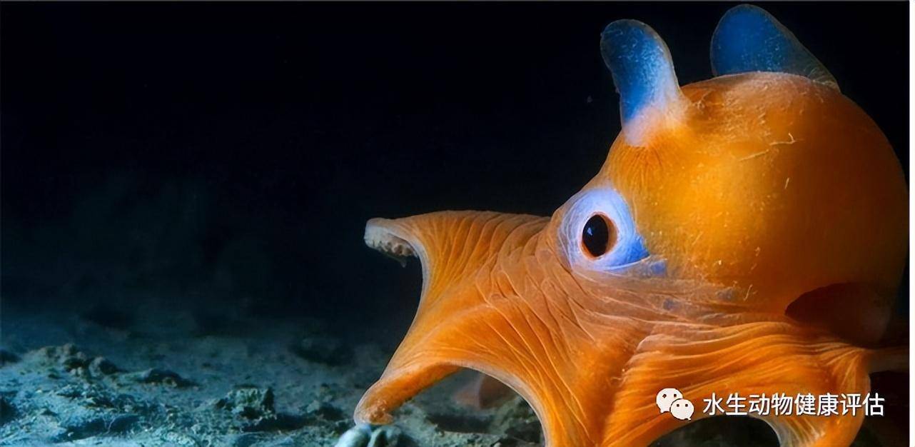 章鱼中的"可爱担当":加利福尼亚面蛸_时候_物种_生活