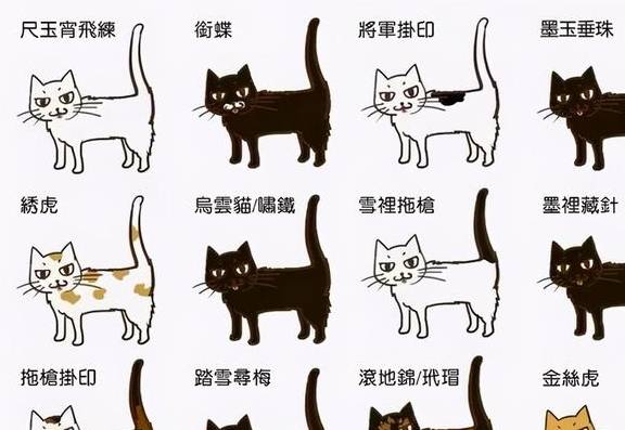 挑选猫咪时:多想想老祖宗的口诀,能让你挑到"好猫咪"_老鼠_胡须_颜色