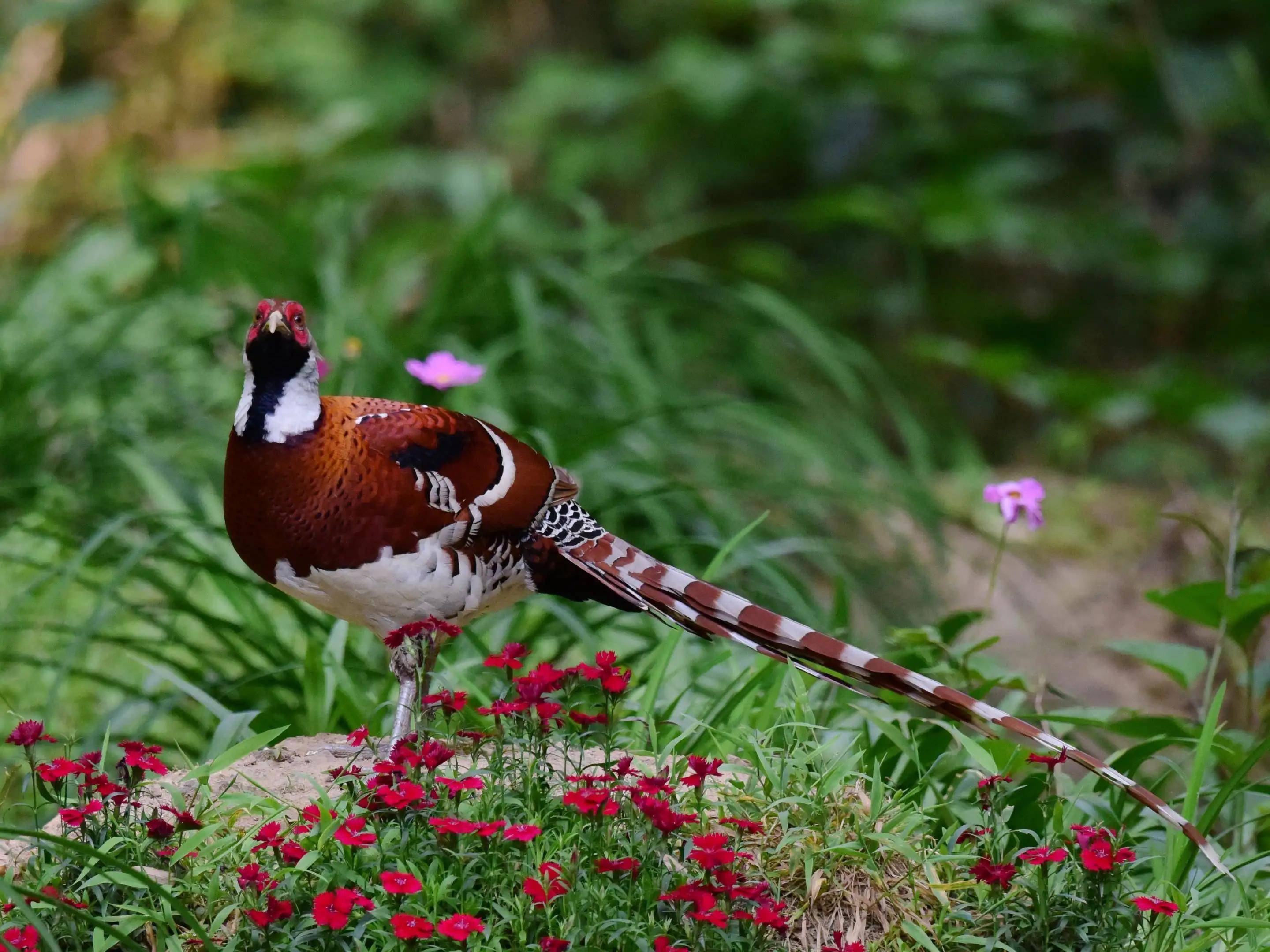 有着长长尾羽的白颈长尾雉,你喜欢吗?_活动_雌鸟_白色