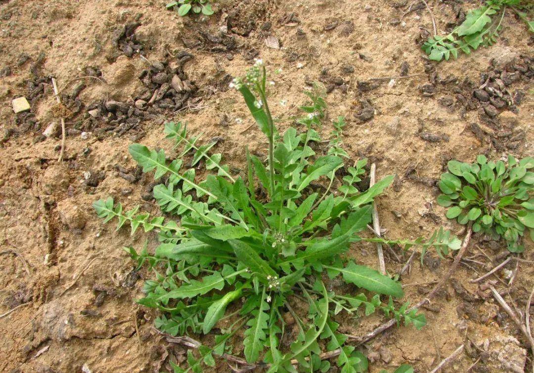 春暖花开,南京人爱吃的野菜七头一脑纷纷上市_做法_清香_香椿头