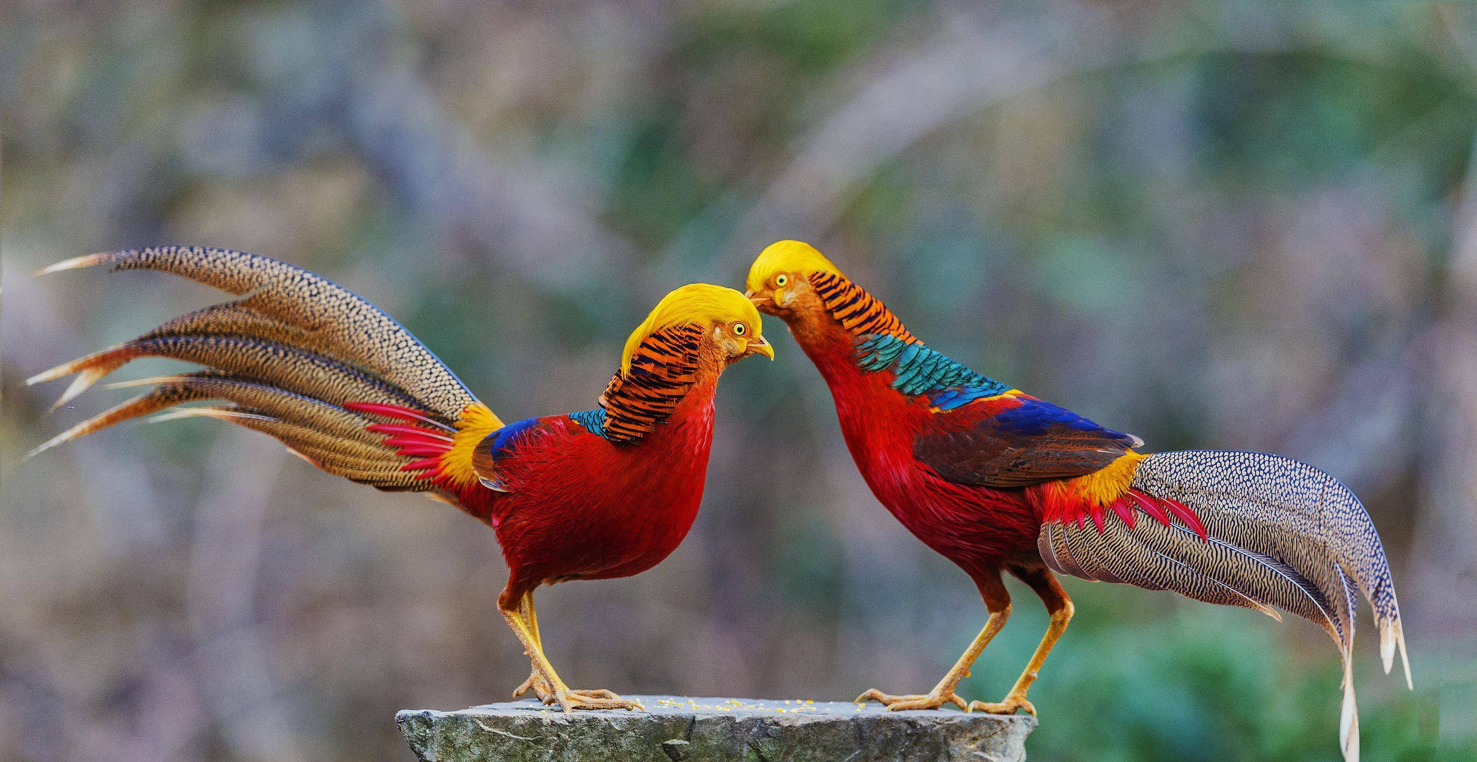 介绍丹顶鹤学名grus japonensis也叫仙鹤白鹤其实白鹤是另一种鹤属