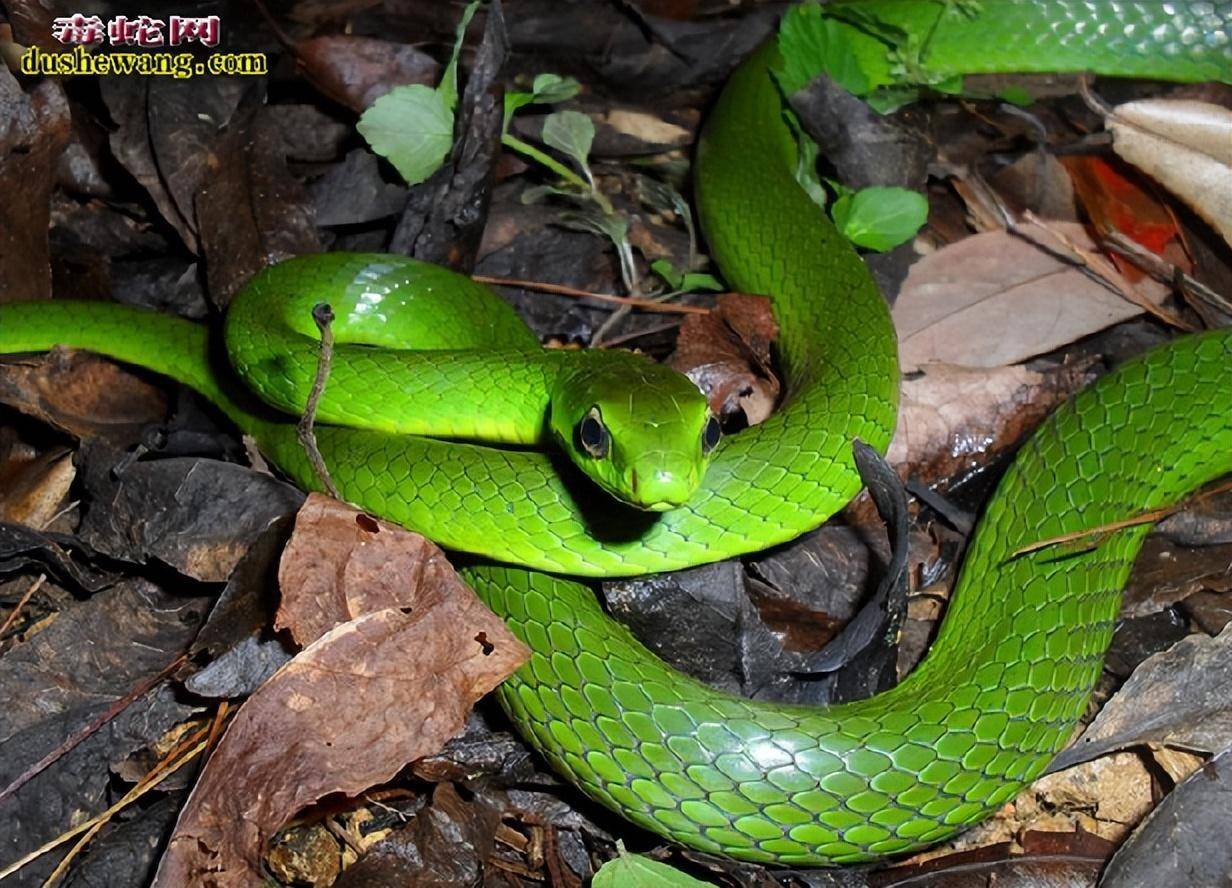 第一,翠青蛇无毒,很多人都喜欢把她养做宠物蛇;而竹叶青蛇剧毒,轻松要