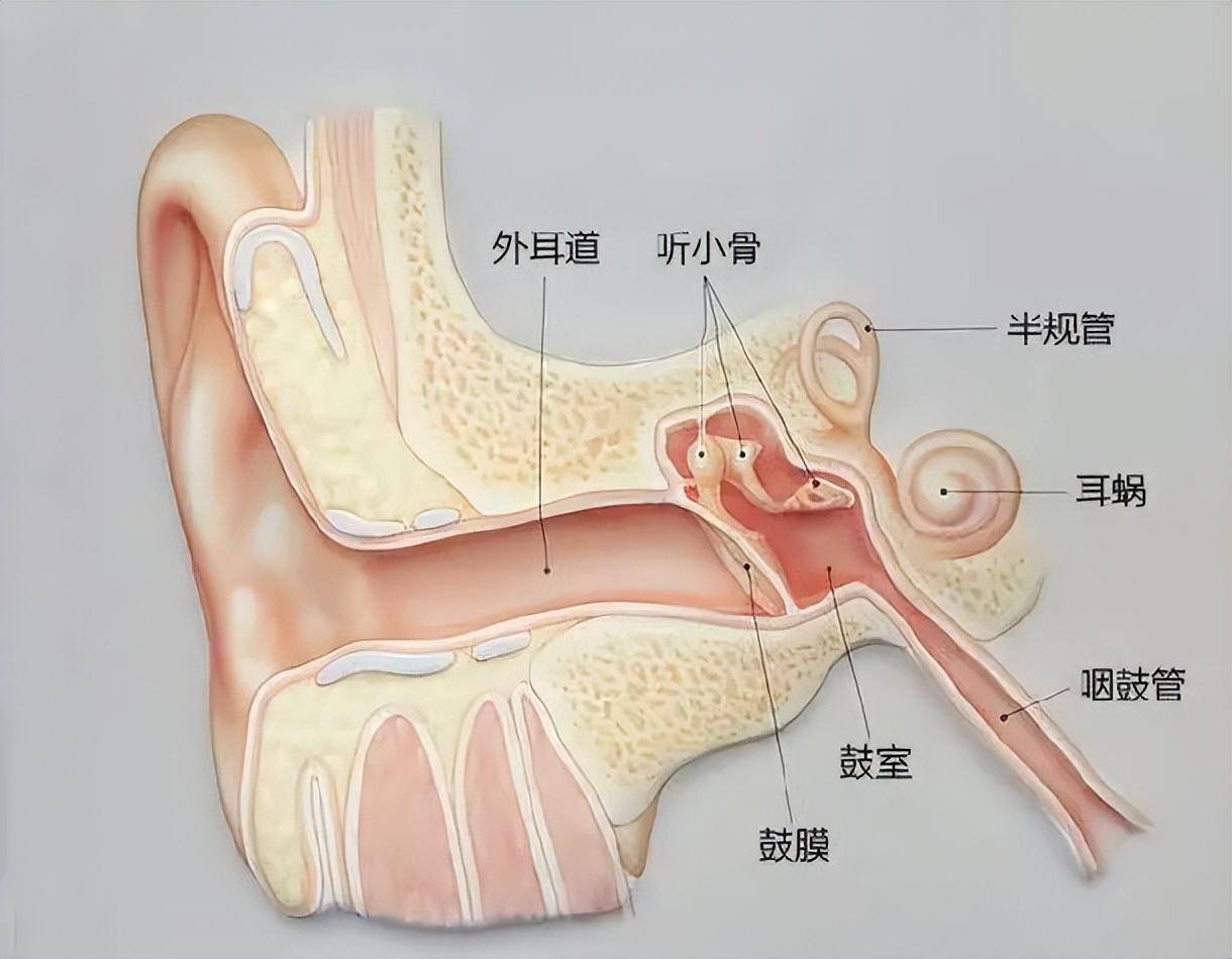 一.游泳和中耳炎有關係嗎