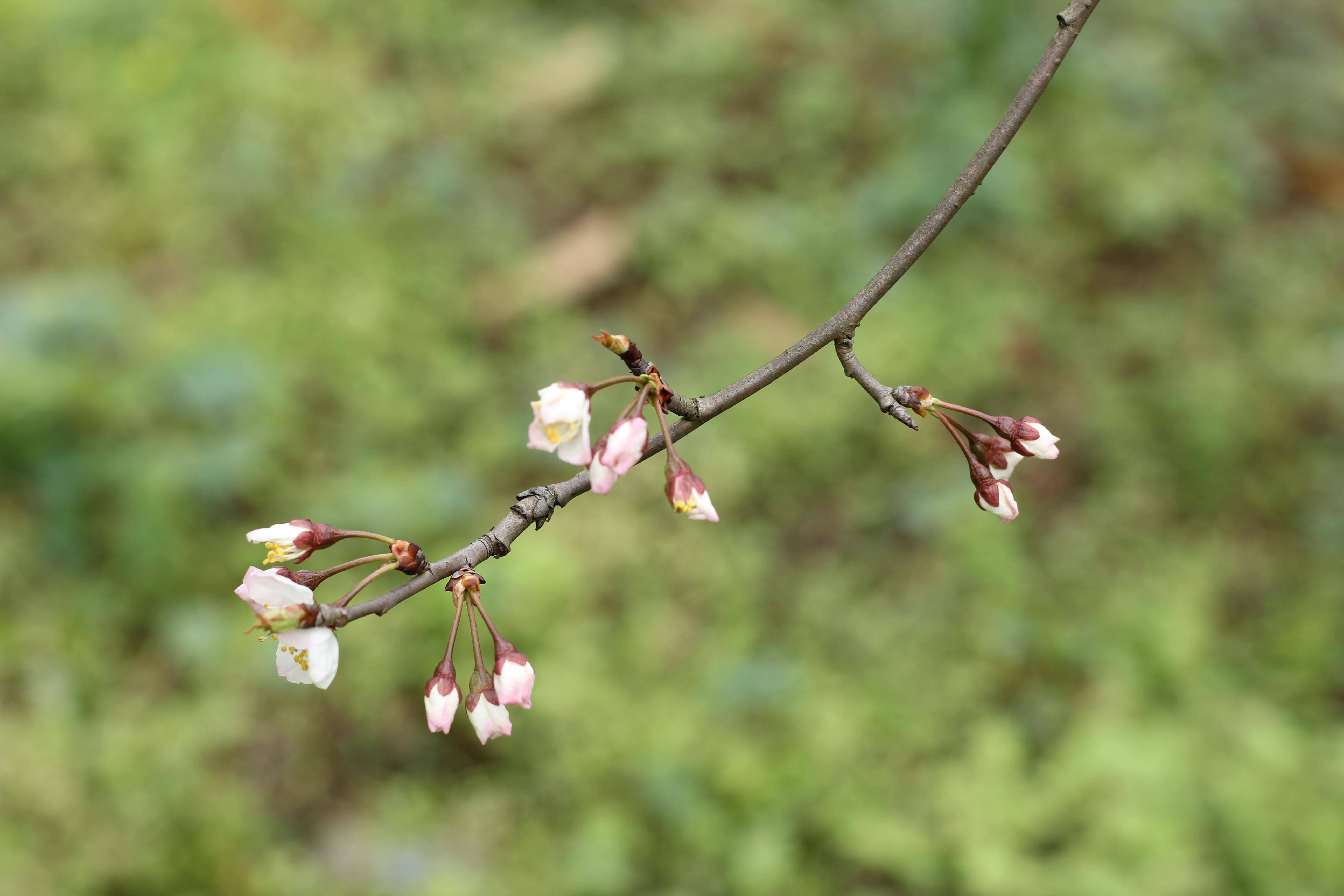 巴南百节樱花图片