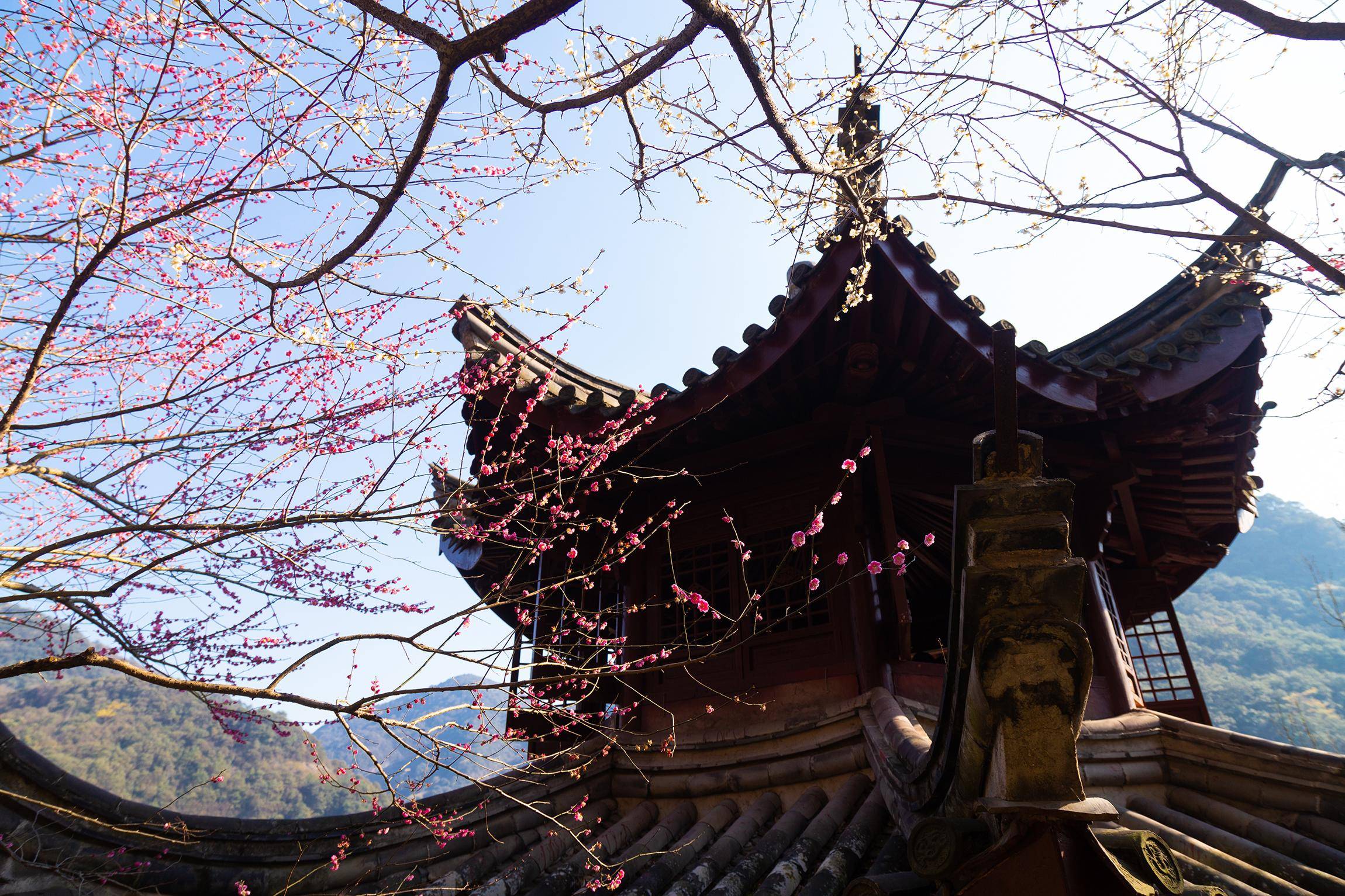 搬上央视的宁波九峰山梅园,一座有意,有韵,有格调的江南园林_梅花