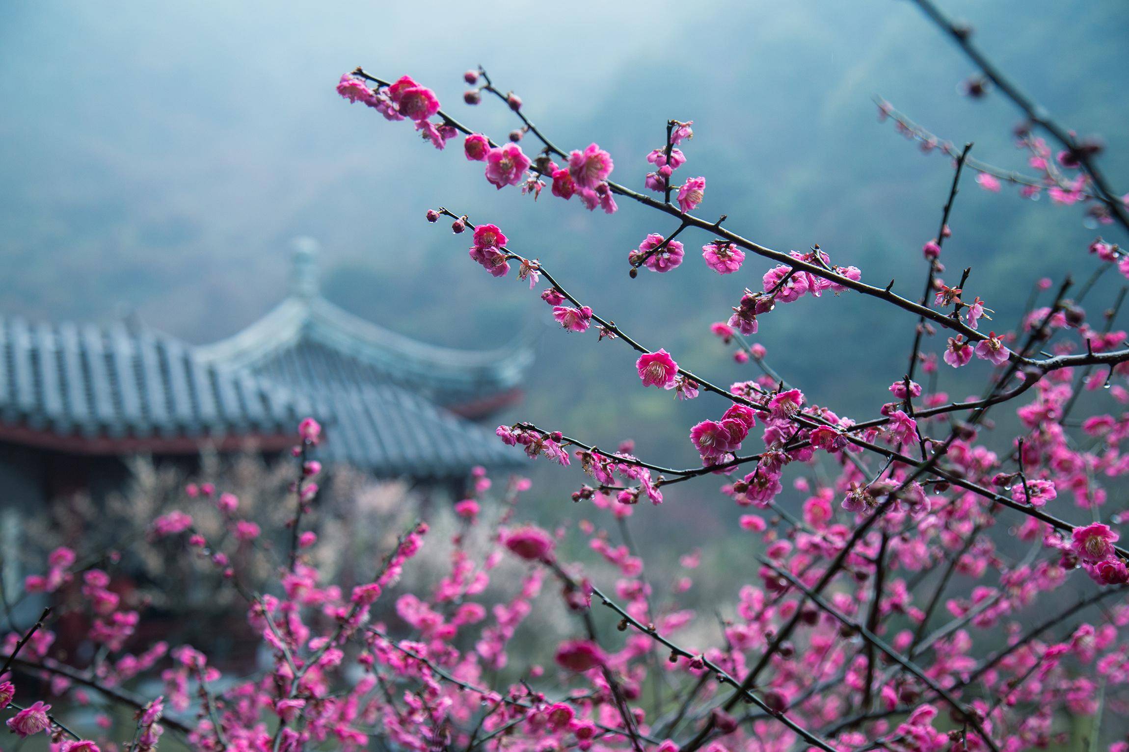 搬上央视的宁波九峰山梅园,一座有意,有韵,有格调的江南园林_梅花