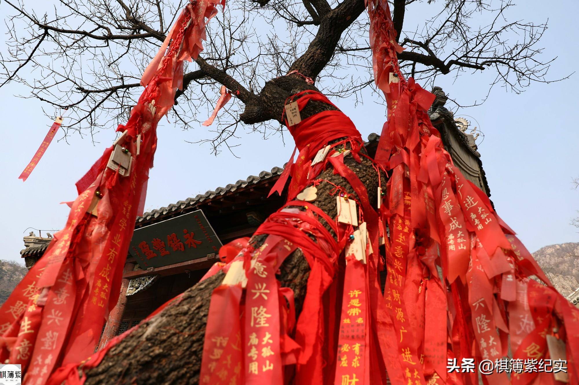 各地遊客大孤山祈福,2100歲祖孫樹最累_古韻_爺爺_硬幣