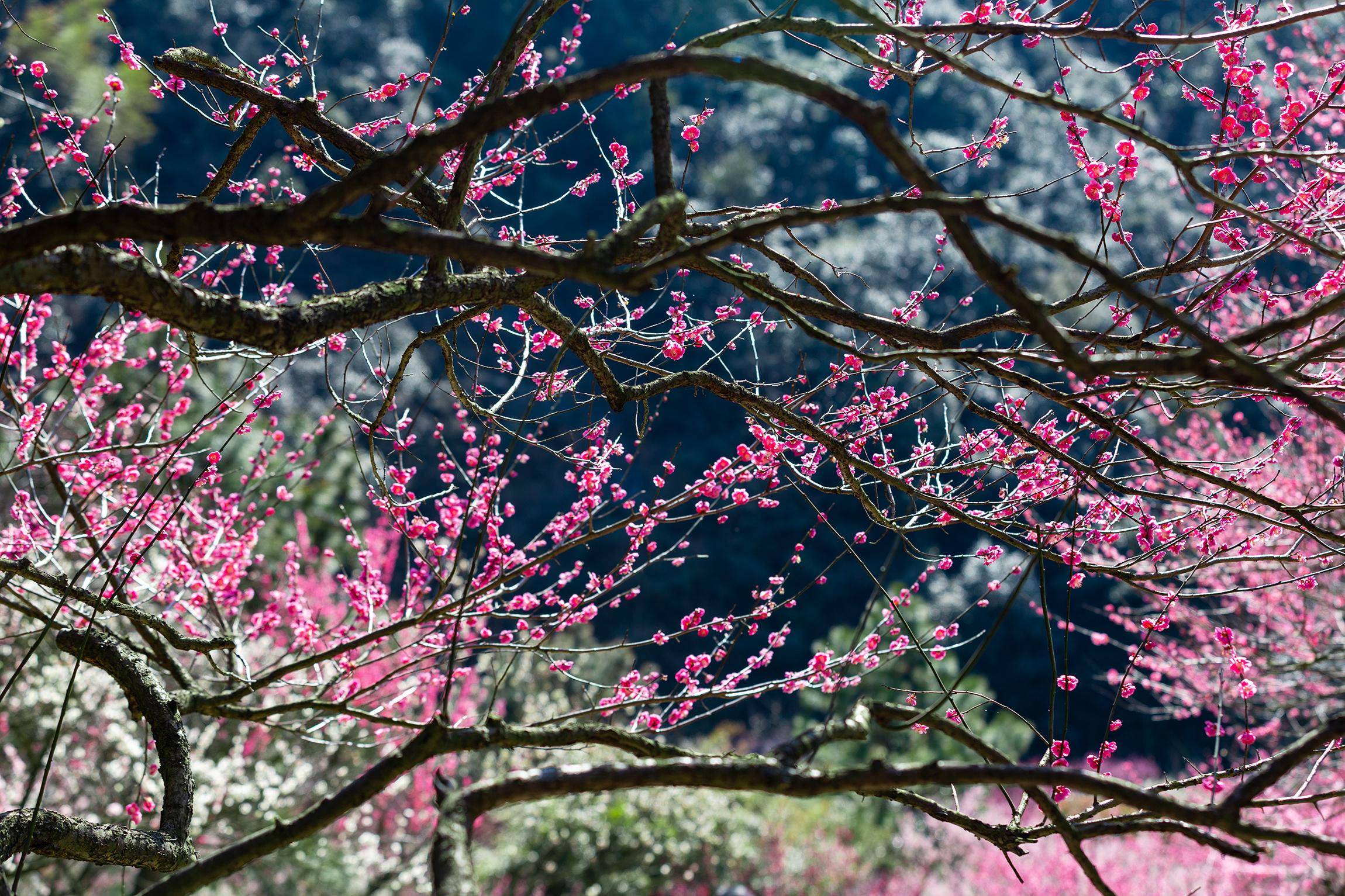 搬上央视的宁波九峰山梅园,一座有意,有韵,有格调的江南园林_梅花