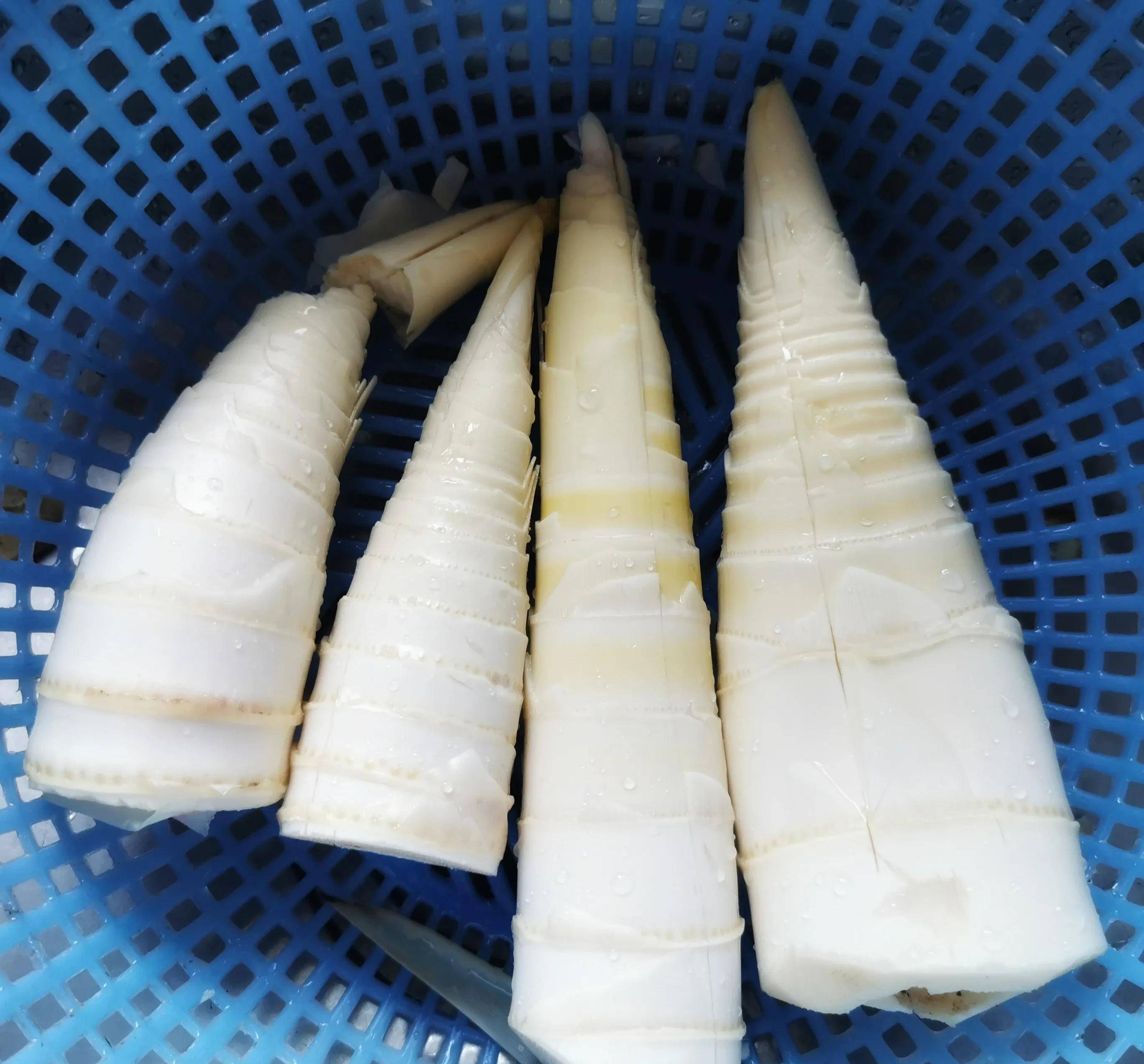 家常盐鲜的结构基本:肥瘦相间的五花肉,鲜嫩的,雪白的竹笋,清香的陈年