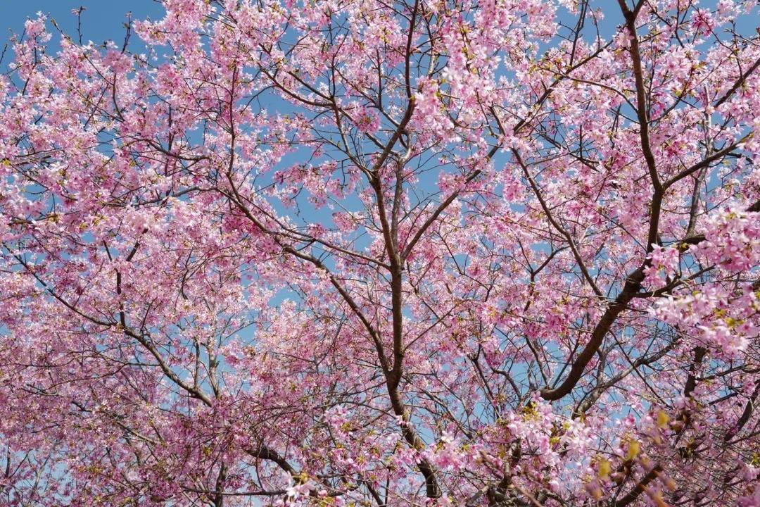 浪漫粉樱,广东韶关樱花公园30万樱花绽放_粉色_建议_东山村