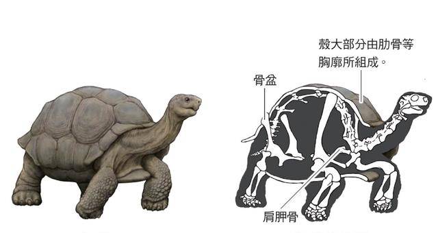 海龟_科学家们_爬行动物