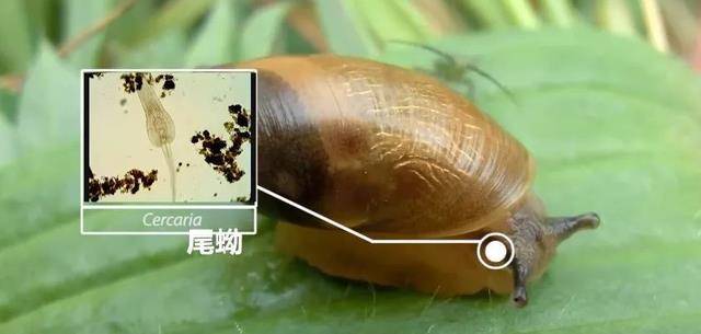 寄生在蜗牛眼睛里的虫图片