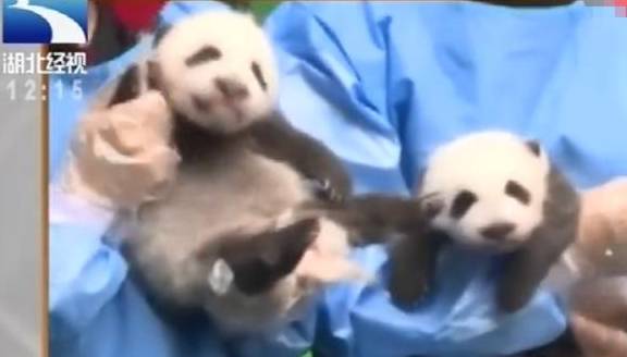 成都7只重生大熊猫齐表态，创下两个“全球之最”！