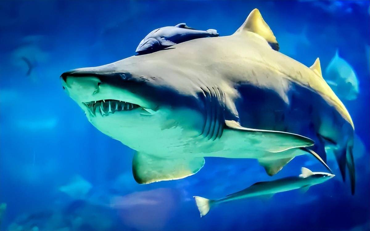 吐舌鲨鱼壁纸图片