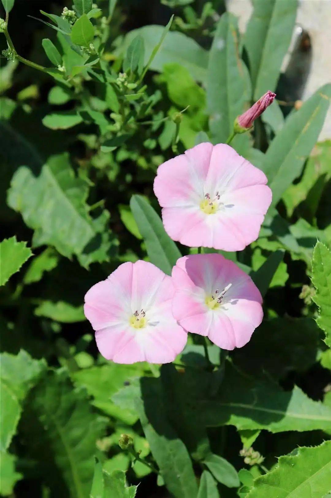 内蒙古大学考研|已经在期待内大的初夏_壁纸_夏日_真题