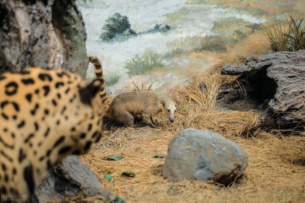 "潜伏大师"花豹修炼的是何种武功方法?_猎物_猎豹_人类