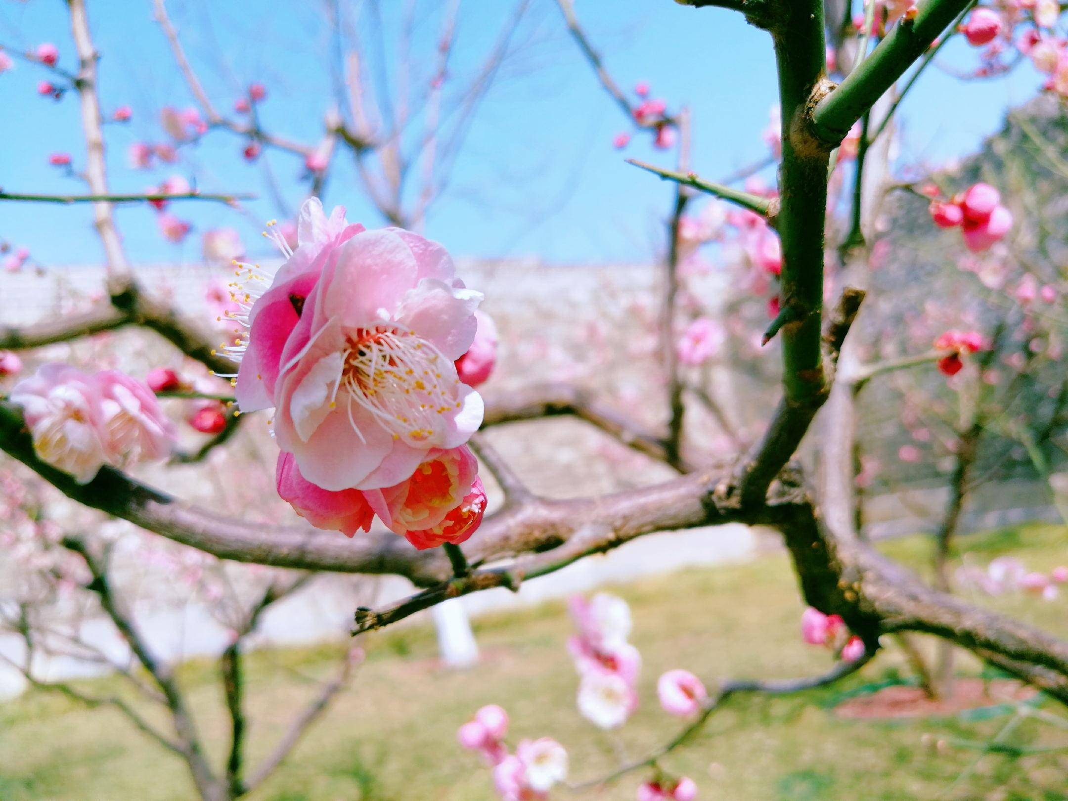 梅花什么颜色图片