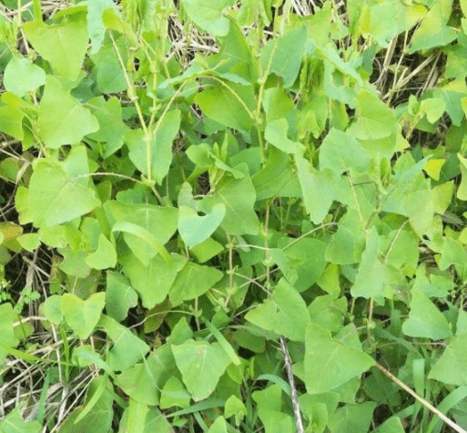 叶子上长刺的植物图片图片