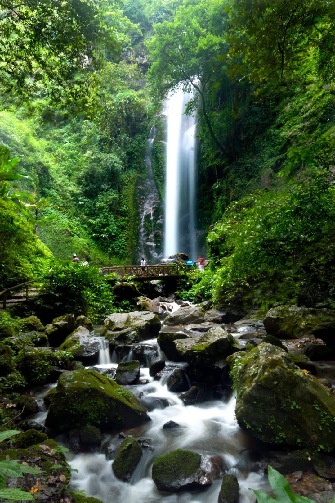 乐享云南 | 美景·瑞丽莫里热带雨林