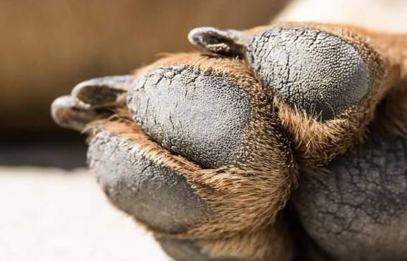 汪星人脚垫变成小牙刷?主人们该警惕了_狗狗_治疗_影响