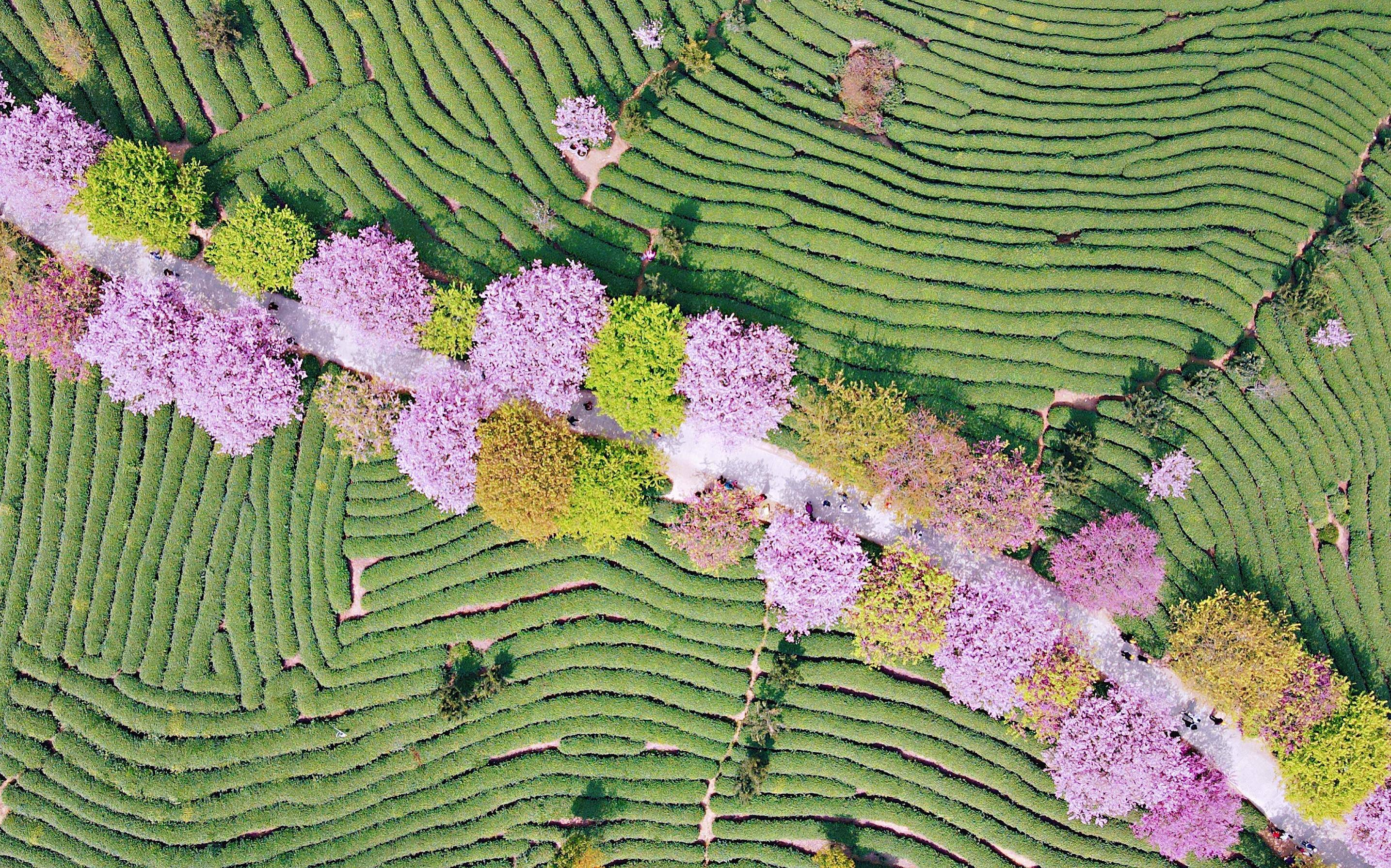 赣南茶叶园旅游业发展环境
（赣南盛产茶叶的良好
天然
条件是什么）