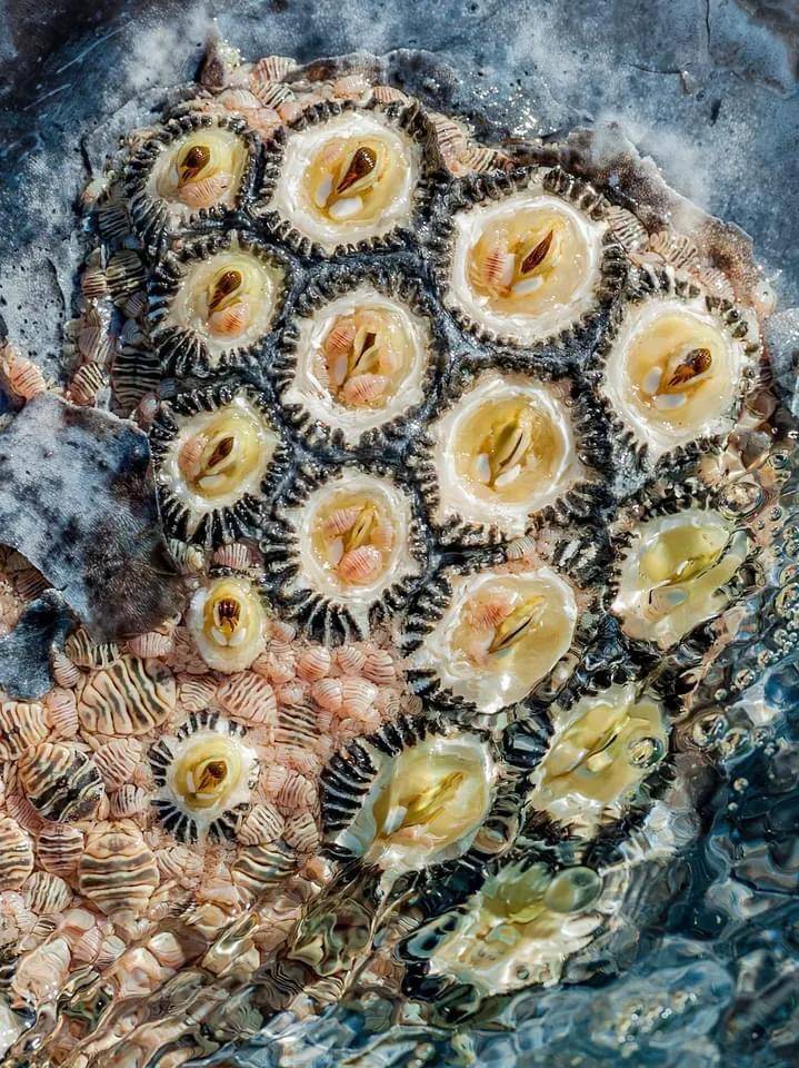 看着膈应,却是鲸鱼身上的活宝贝_体表_伤口_寄生虫