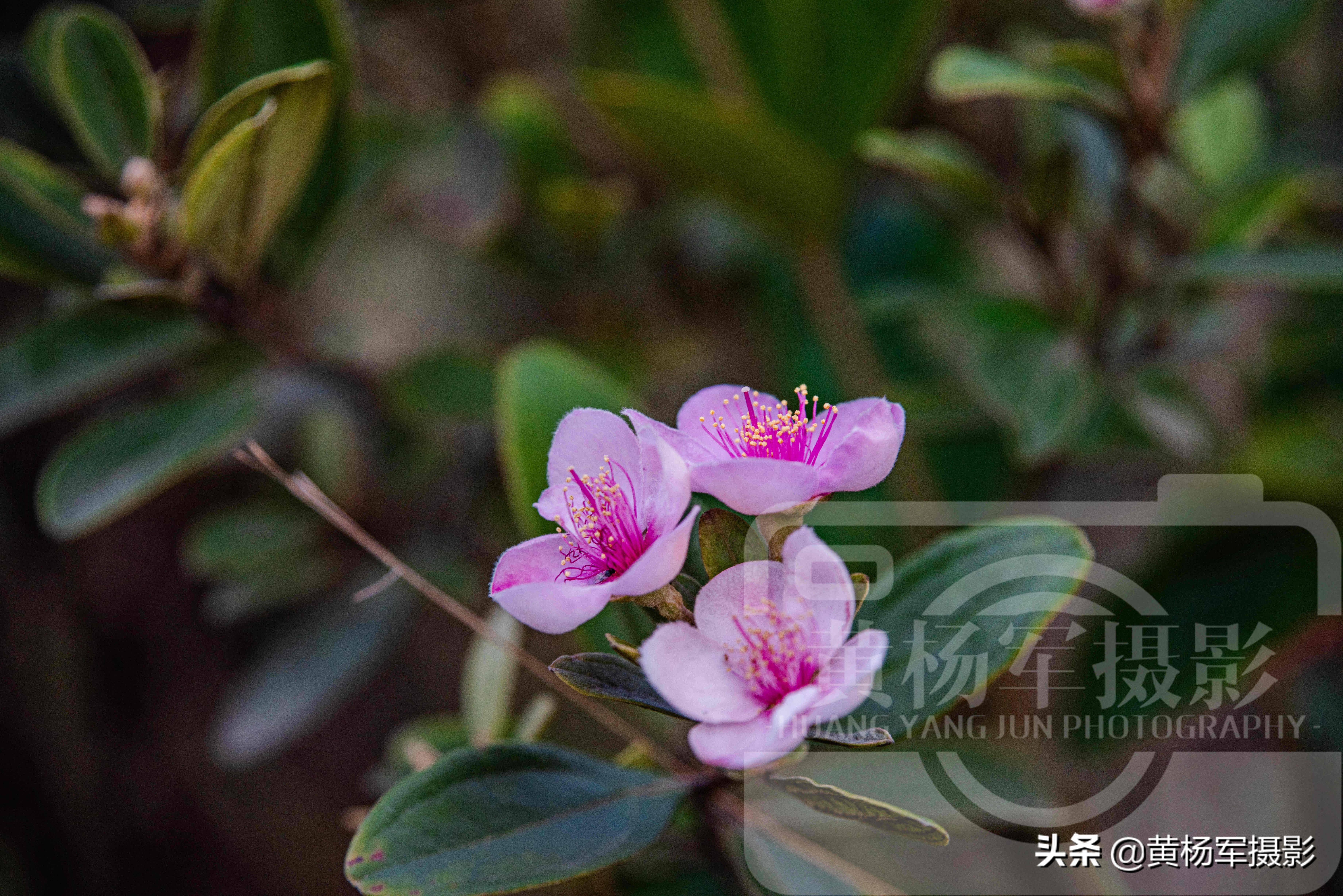 绿叶中娇艳的桃金娘花,粉紫色的花朵美丽独特,山间妩媚的花卉