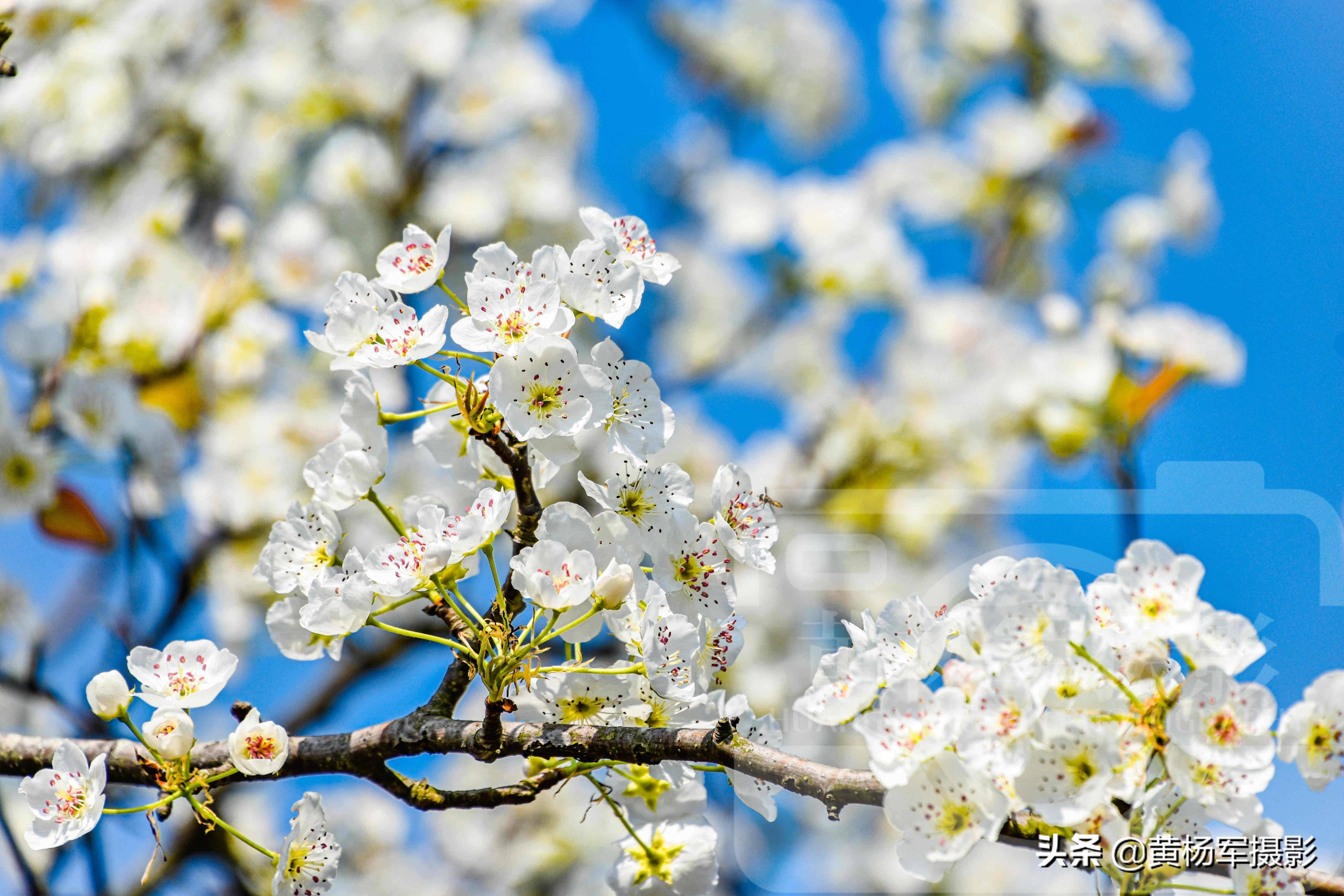 蓝天下洁白如雪的梨花,清香艳丽的花朵非常漂亮,花开靓艳含香