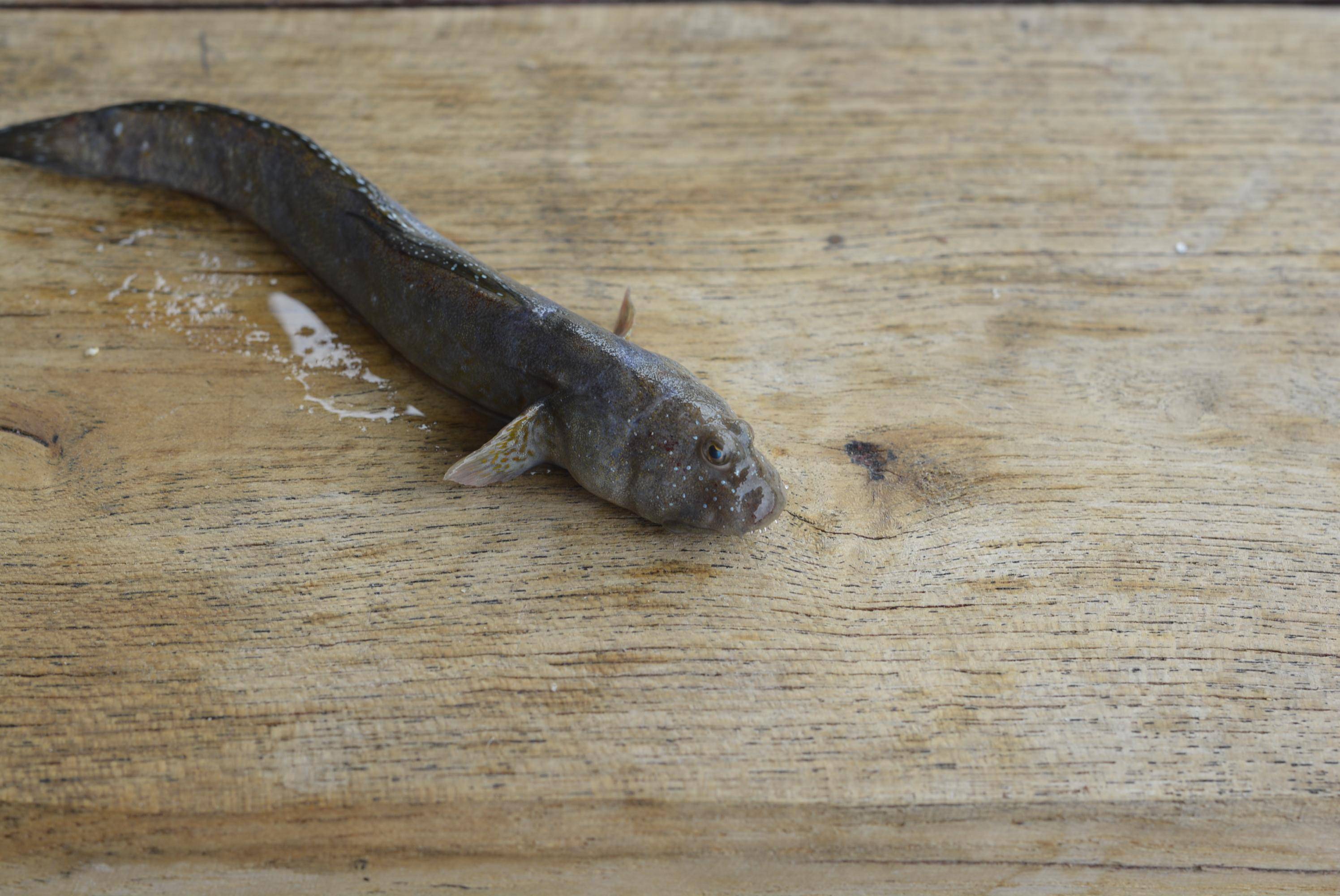 跳跳鱼个头不大,但是现在价格还蛮贵的,一斤就要80多.