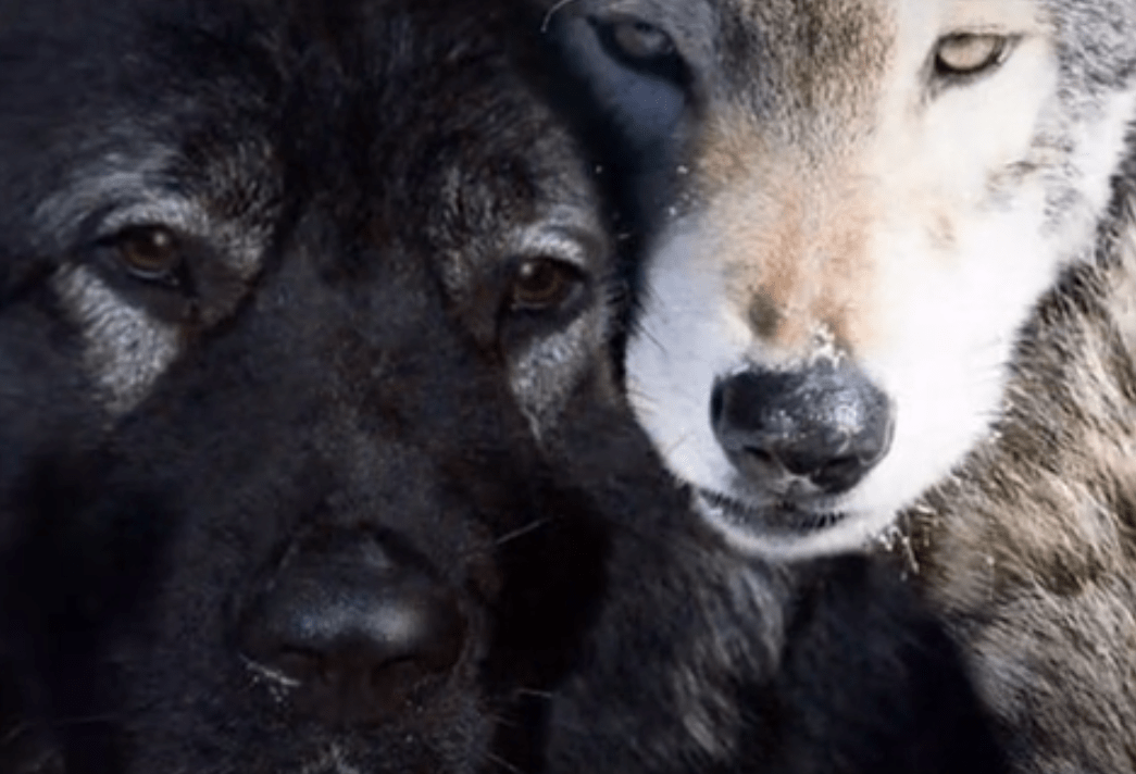 雪山上流浪的黑獒王,意外与离群的母狼结下友谊,却被狼群所不容_金毛