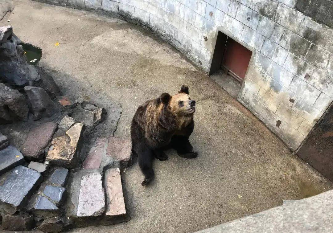 2009年,登封动物园的黑熊将饲养员咬死,二级保护动物下场如何?