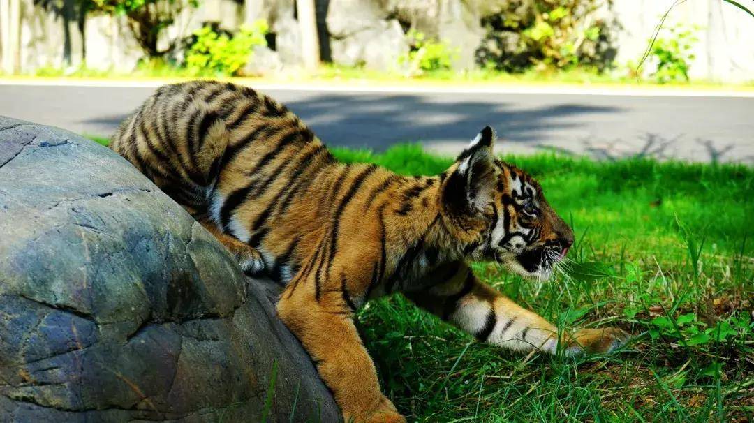 可以围观啦~韶关华南虎"小公主"有名字了!