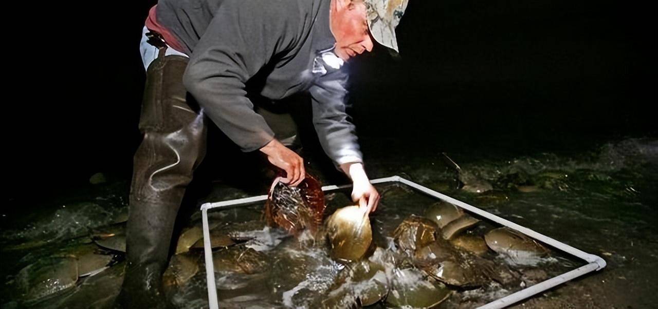 鲎在中国是"国保",到泰国却成餐饮美食可以随便吃,这是为啥?