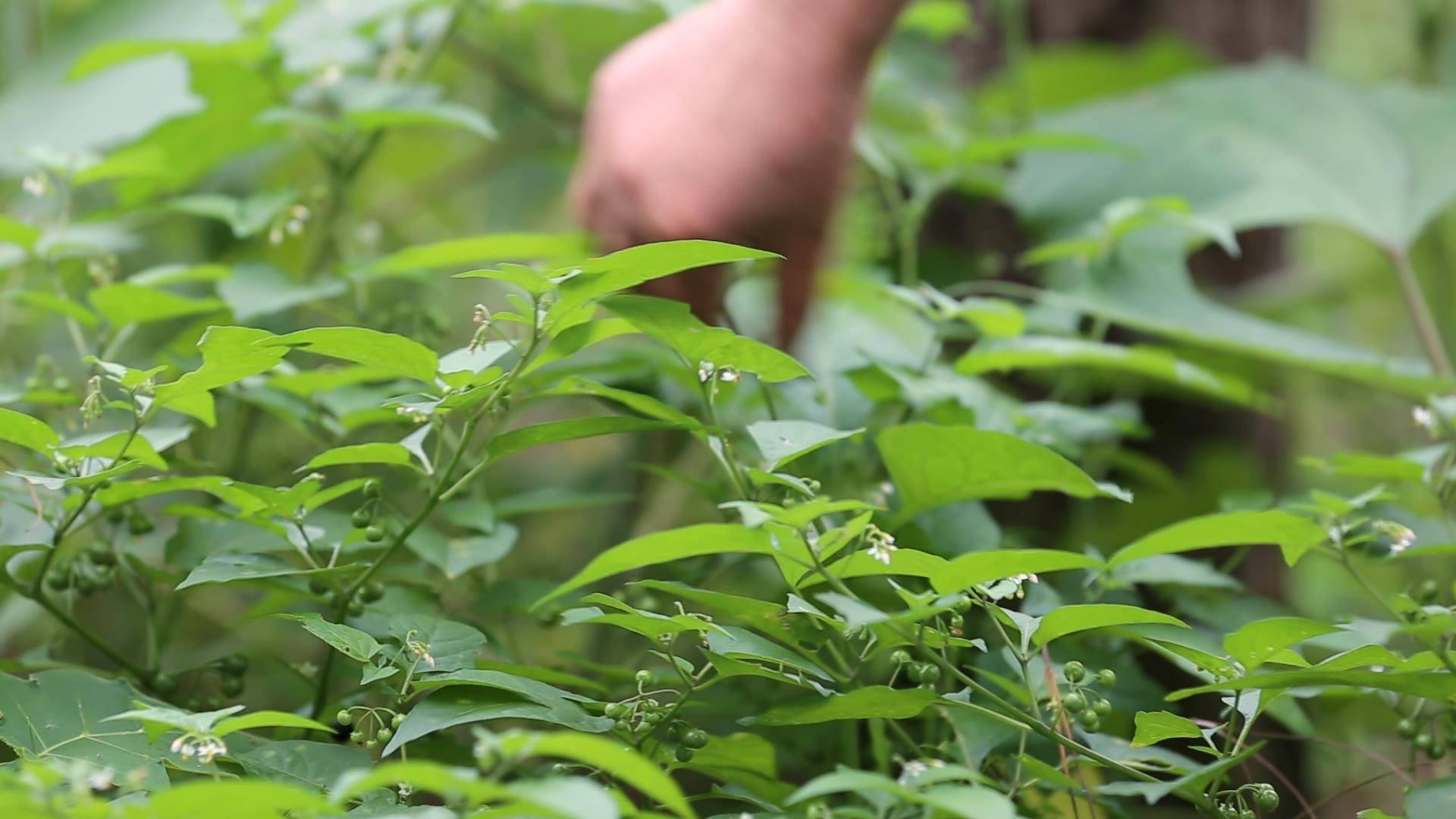 你那有人吃這種野菜嗎?