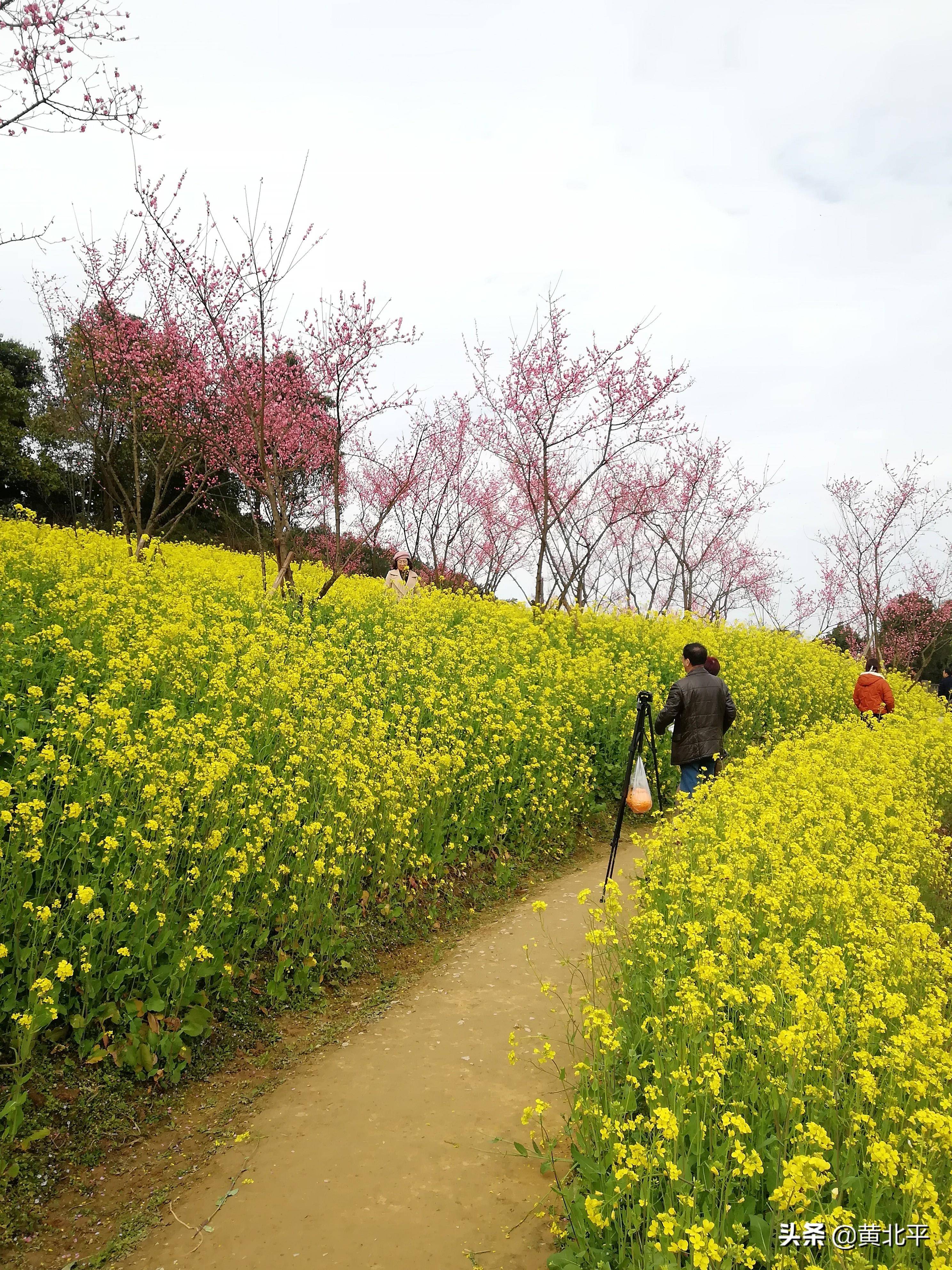 二圣油菜花基地图片