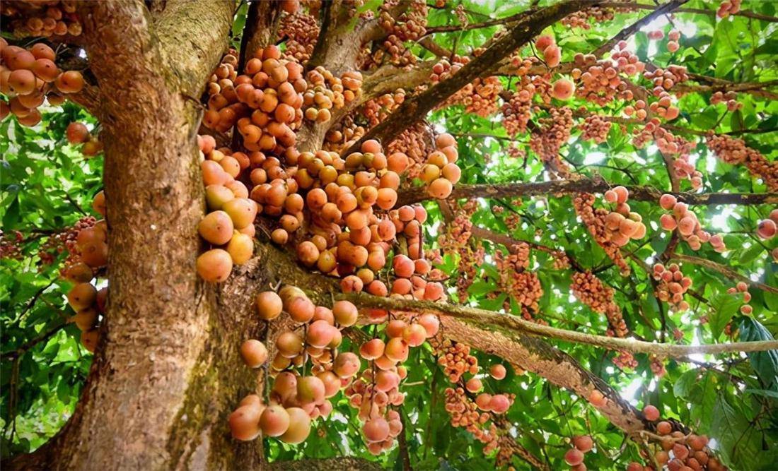 木奶果看似黄皮,剥开如山竹,吃似杨梅,北方一般吃不到_果实_水果_植物