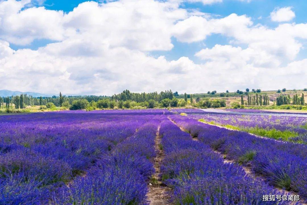 2023年,這10個最火賞花地,一個也不能錯過._油菜花_薰衣草_梨花