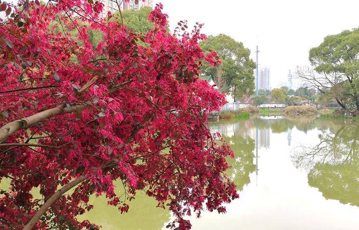 绿化带中也有种植,但为何游客视而未见呢,其实,原因是红花檵木属于一