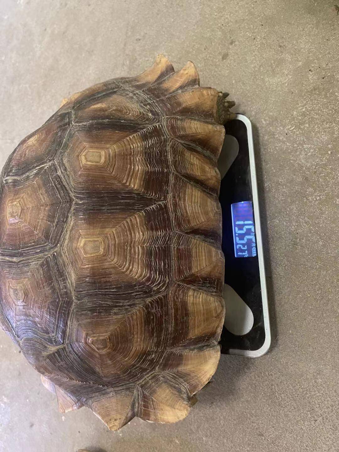 苏卡达陆龟景区"迷路"获救助_进行_保护_吴兴区