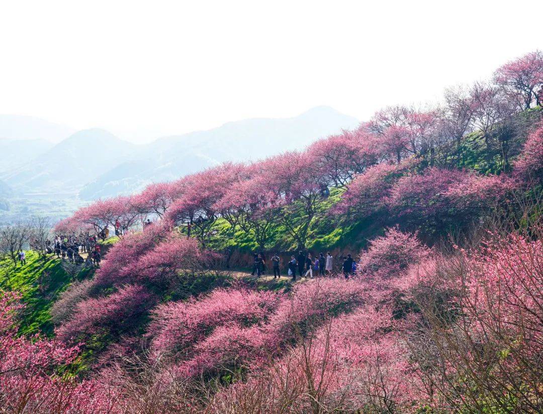 傅家边梅花山图片