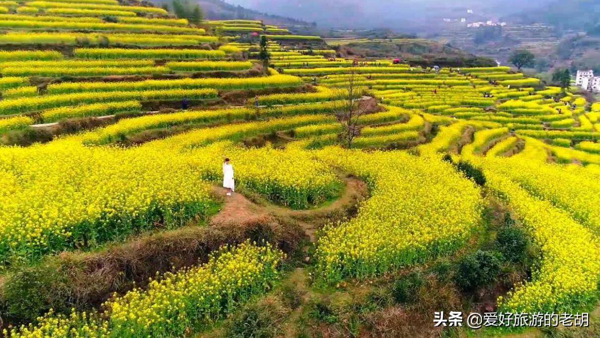 婺源油菜花盛开,十分壮观美丽,不少人千里外赶来赏花_江岭_全国_梯田