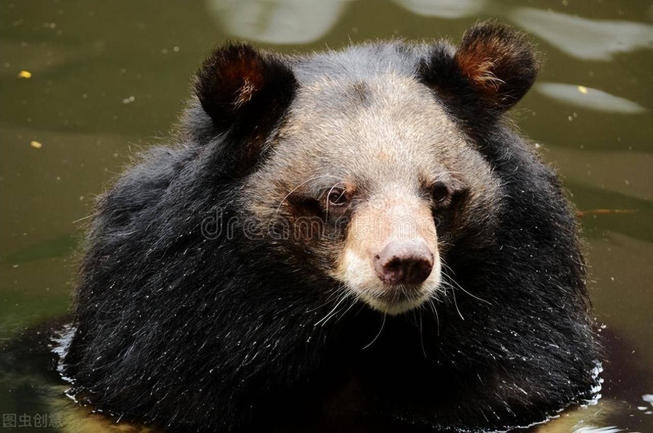 一旦遭袭,怎么办?_伊春_狗熊_黑龙江