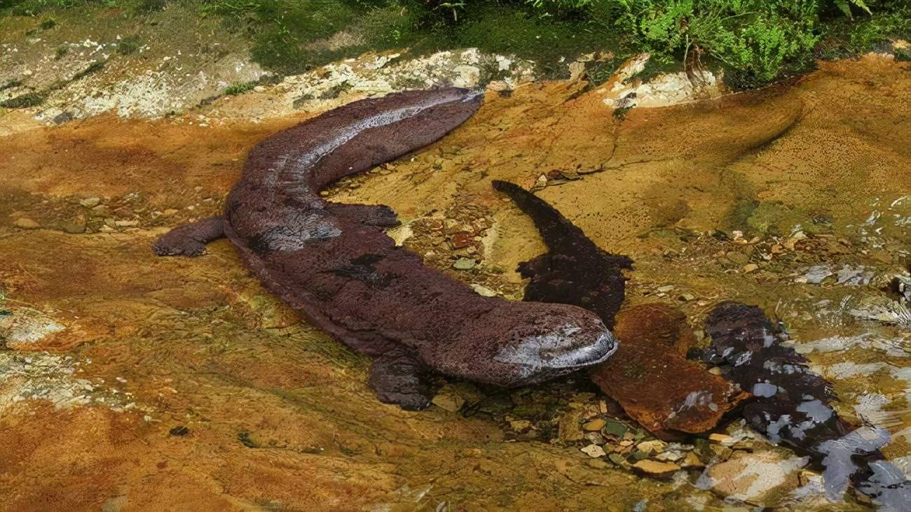 不知大家还记得在前几年的一个致富经节目中隆重介绍的那个娃娃鱼养殖