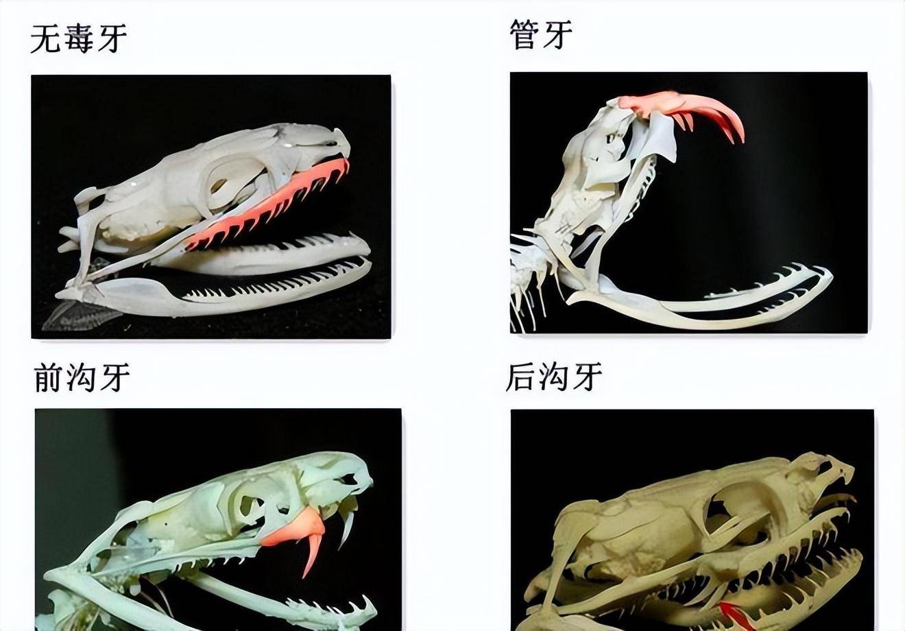 野鸡脖子蛇有毒图片